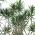 Dracaena Marginata – Madagascar Dragon Tree 02 - Thumbnail 2