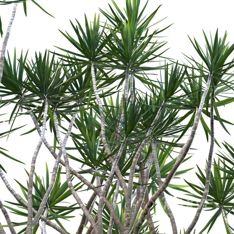 Dracaena Marginata – Madagascar Dragon Tree 02 - Image 2