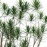 Dracaena Marginata – Madagascar Dragon Tree - Thumbnail 3