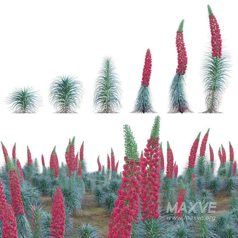 Echium wildpretii – Tower of Jewels - Image 1