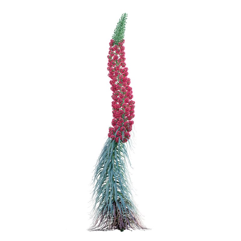 Echium wildpretii – Tower of Jewels - Image 2