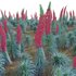 Echium wildpretii – Tower of Jewels - Thumbnail 3