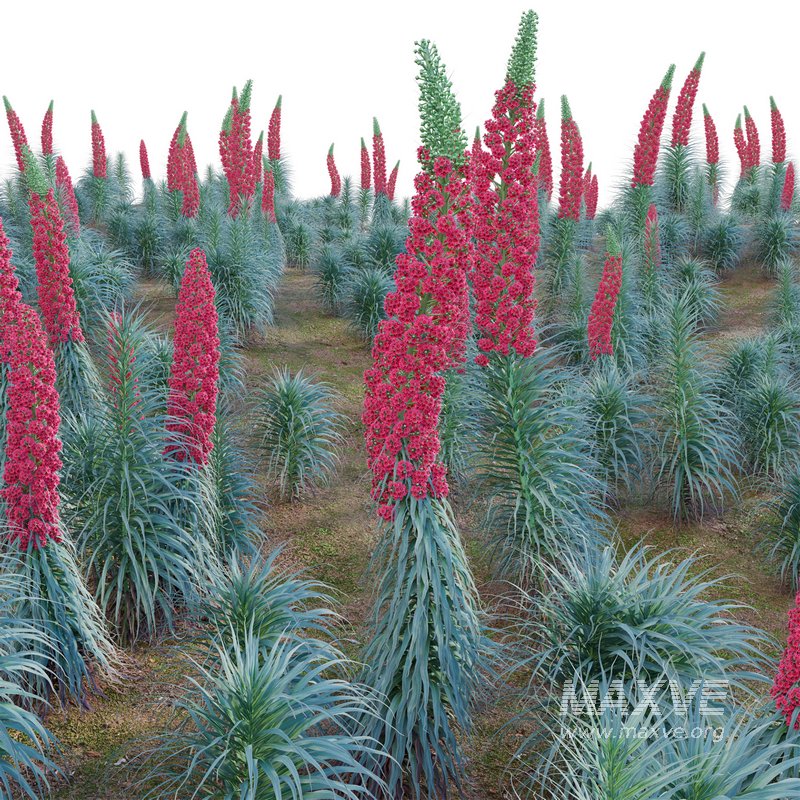 Echium wildpretii – Tower of Jewels - Image 3