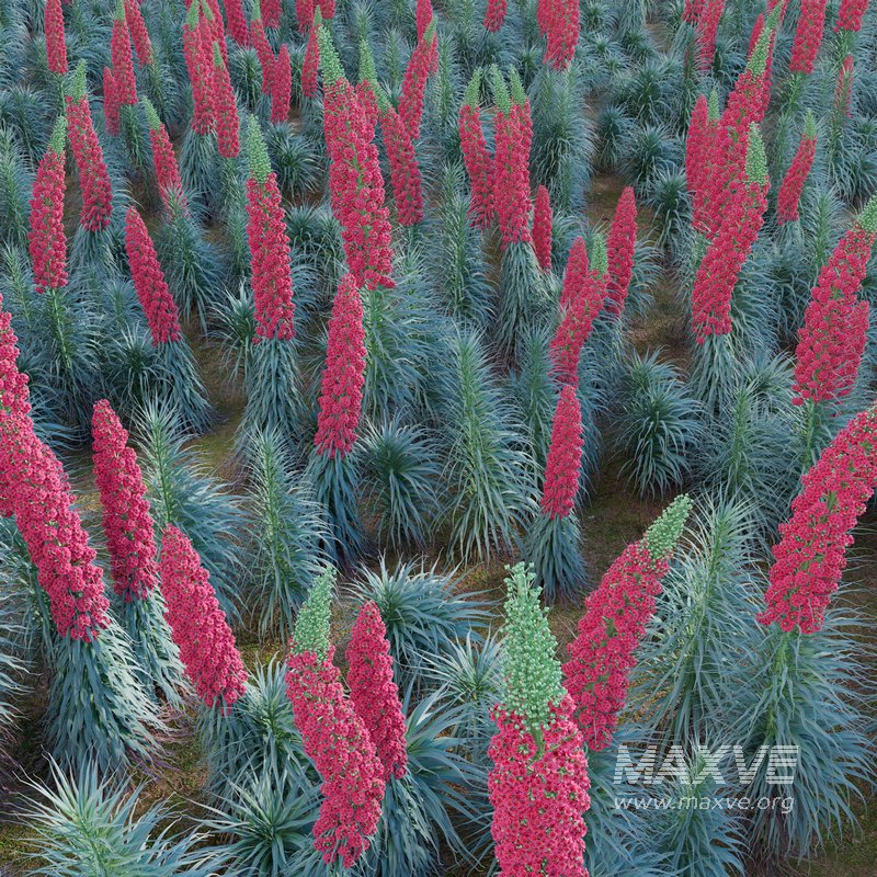 Echium wildpretii – Tower of Jewels - Image 4