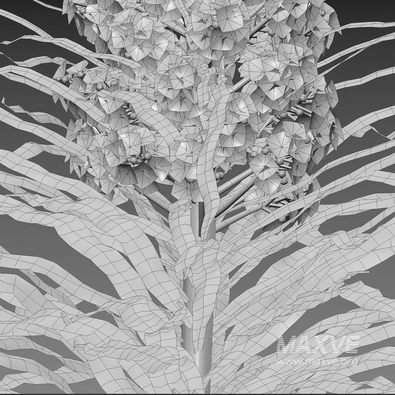 Echium wildpretii – Tower of Jewels - Image 5