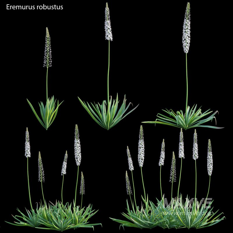Eremurus robustus – Foxtail Lily - Image 1