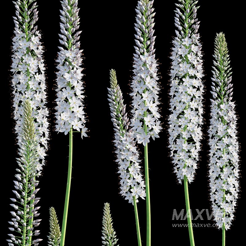 Eremurus robustus – Foxtail Lily - Image 2
