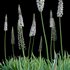 Eremurus robustus – Foxtail Lily - Thumbnail 3