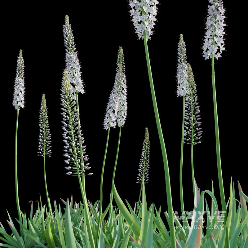 Eremurus robustus – Foxtail Lily - Image 3