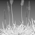 Eremurus robustus – Foxtail Lily - Thumbnail 4