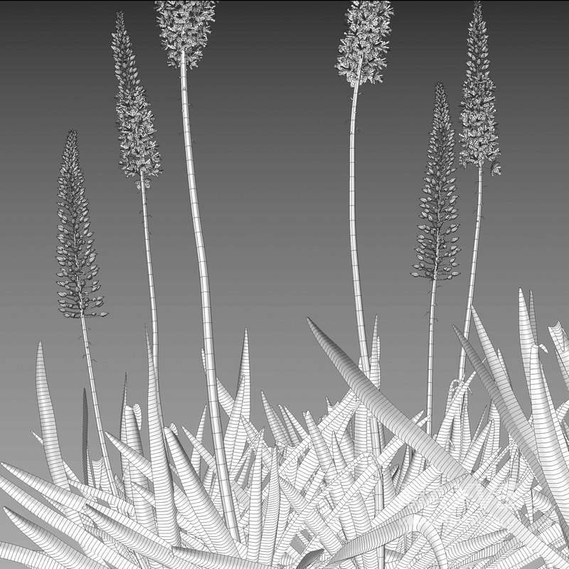 Eremurus robustus – Foxtail Lily - Image 4
