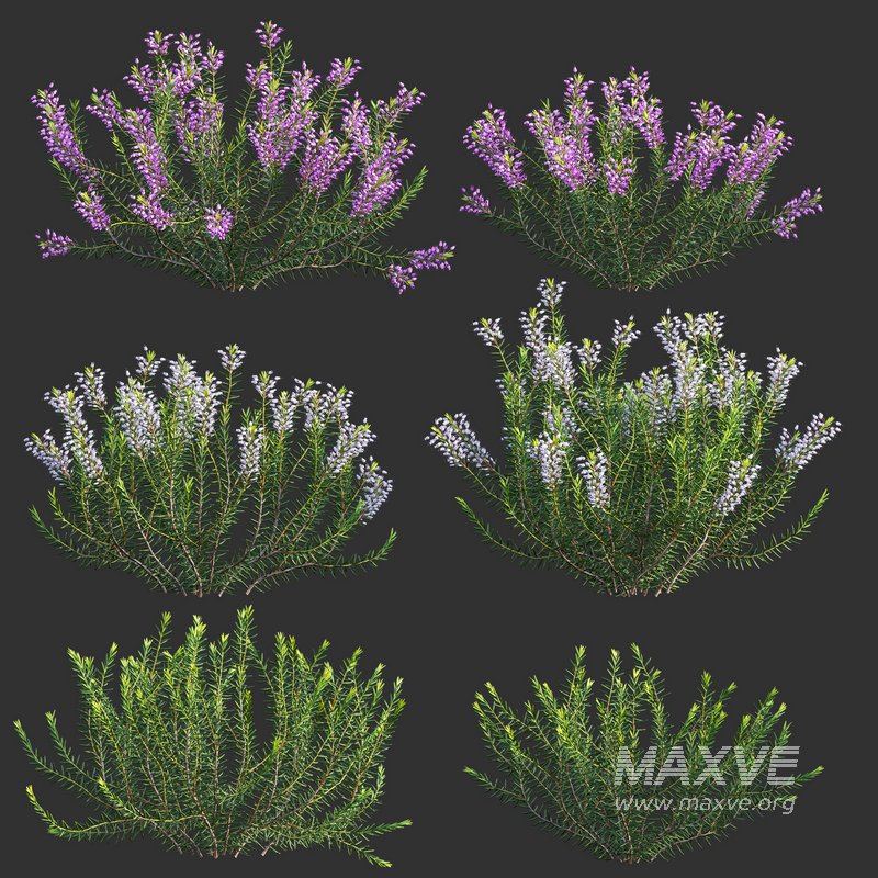 Erica multiflora – Mediterranean Heath – Erica flowers - Image 1