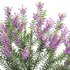 Erica multiflora – Mediterranean Heath – Erica flowers - Thumbnail 2