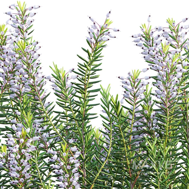 Erica multiflora – Mediterranean Heath – Erica flowers - Image 3