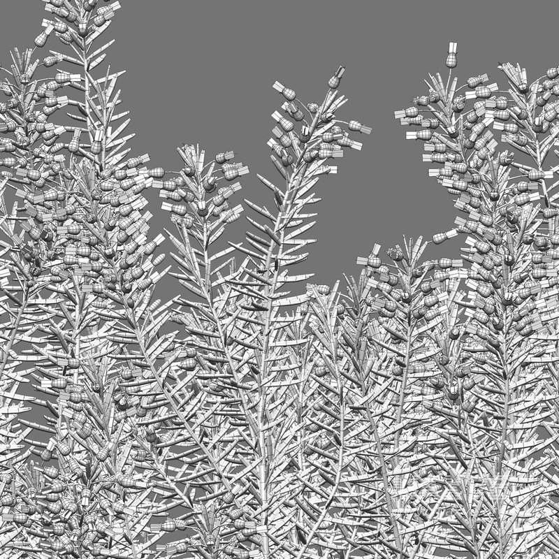 Erica multiflora – Mediterranean Heath – Erica flowers - Image 4