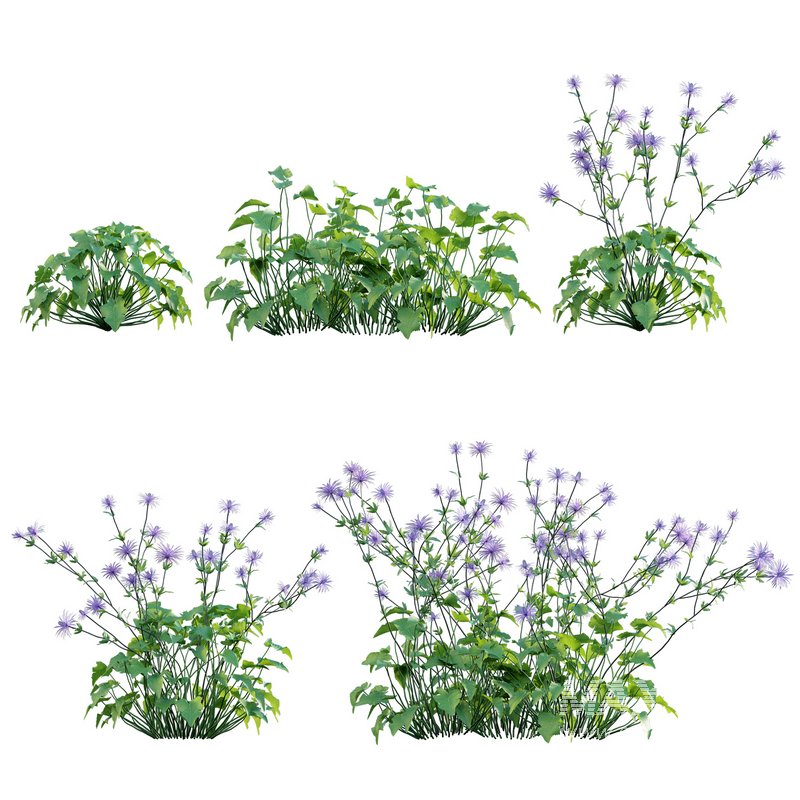 Eryngium alpinum Sea Holly – Queen of the Alps - Image 1