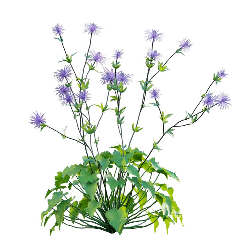 Eryngium alpinum Sea Holly – Queen of the Alps - Image 2