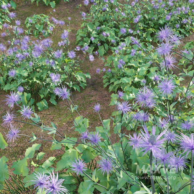 Eryngium alpinum Sea Holly – Queen of the Alps - Image 3