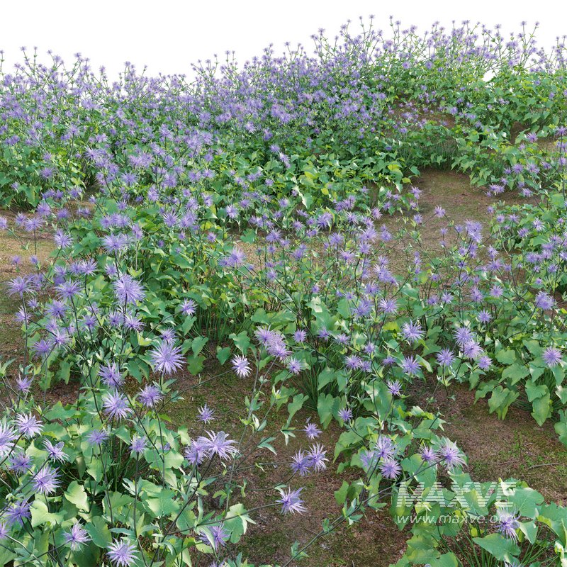 Eryngium alpinum Sea Holly – Queen of the Alps - Image 4