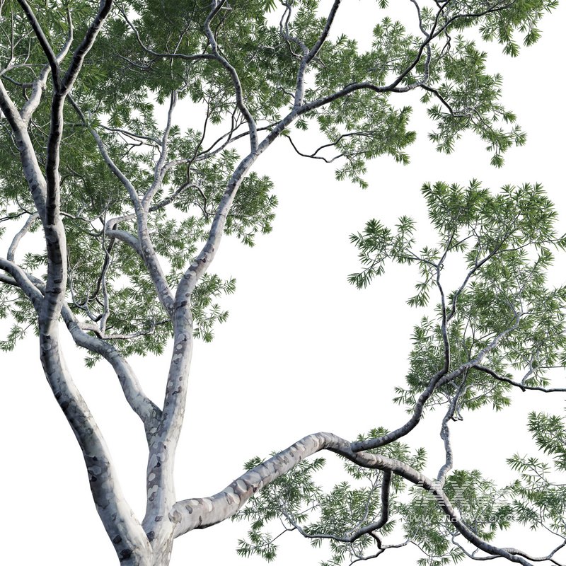 Eucalyptus saligna – Sydney Blue Gum 01 - Image 2