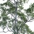 Eucalyptus saligna – Sydney Blue Gum 02 - Thumbnail 3