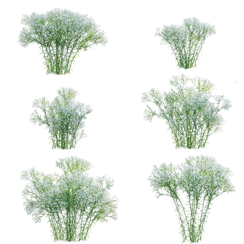 Euphorbia corollata lowering Spurge - Image 1