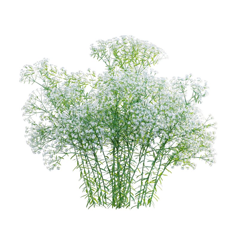 Euphorbia corollata lowering Spurge - Image 2