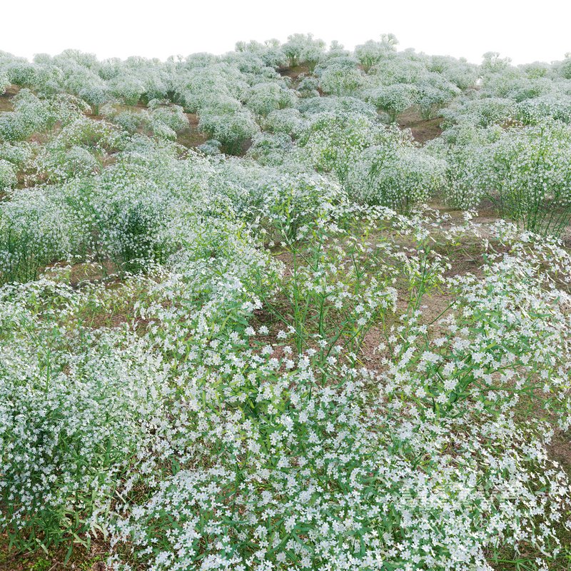 Euphorbia corollata lowering Spurge - Image 3