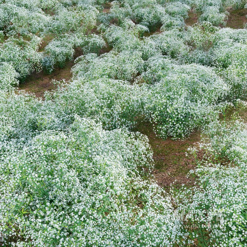 Euphorbia corollata lowering Spurge - Image 4