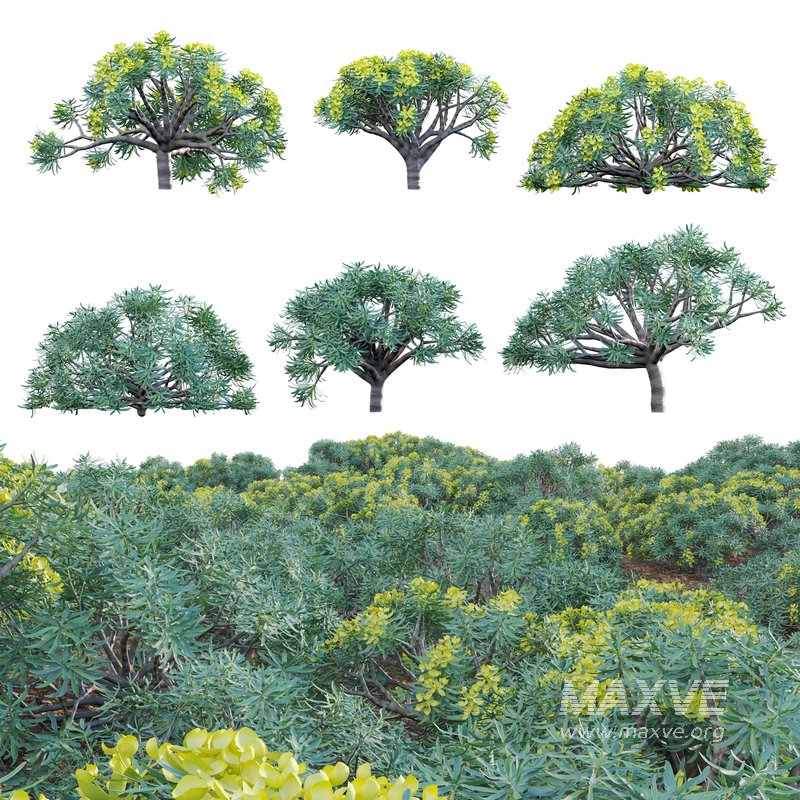 Euphorbia regis-jubae – Euphorbiaceae - Image 1