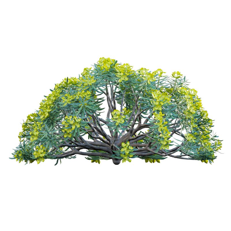 Euphorbia regis-jubae – Euphorbiaceae - Image 2