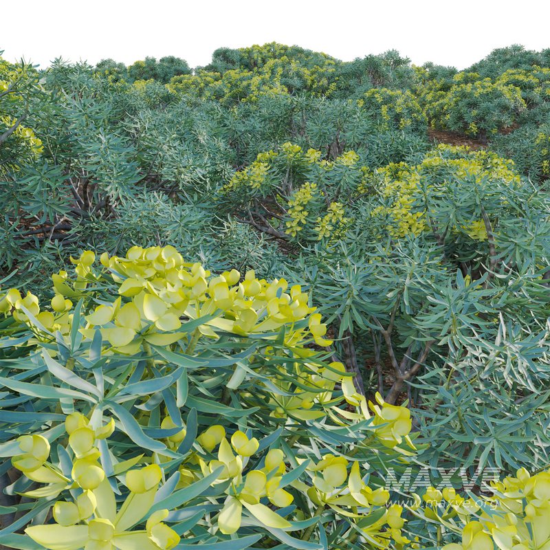 Euphorbia regis-jubae – Euphorbiaceae - Image 3