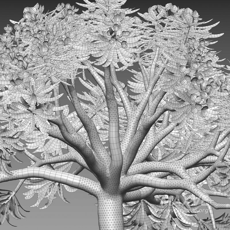 Euphorbia regis-jubae – Euphorbiaceae - Image 4