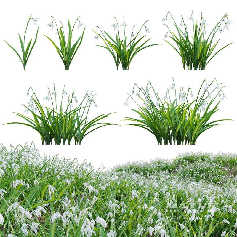 Galanthus nivalis – Snowdrop - Image 1