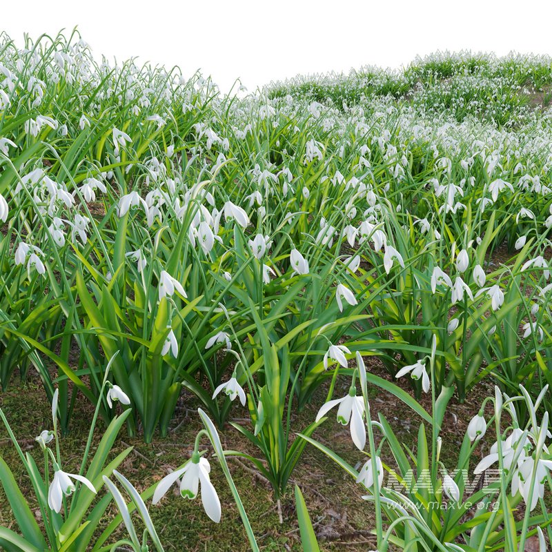 Galanthus nivalis – Snowdrop - Image 2