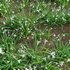 Galanthus nivalis – Snowdrop - Thumbnail 3