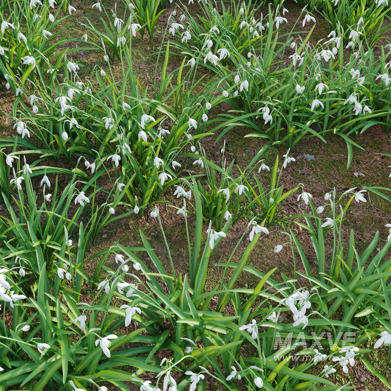 Galanthus nivalis – Snowdrop - Image 3