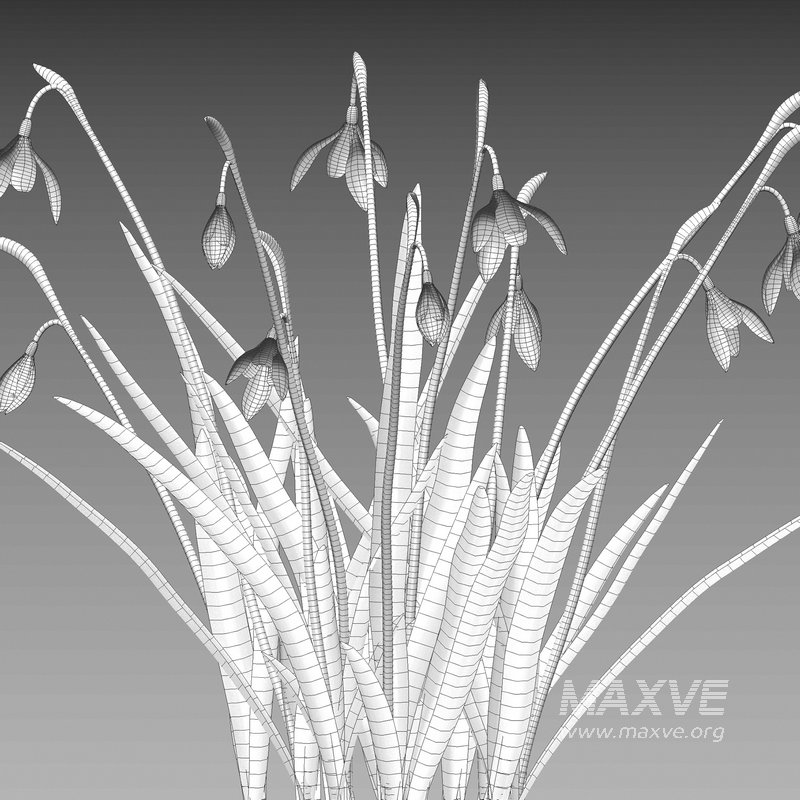 Galanthus nivalis – Snowdrop - Image 4