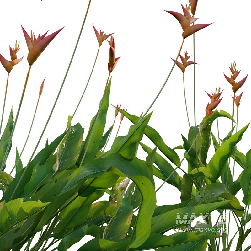 Heliconia psittacorum – Parrot Heliconia - Image 2