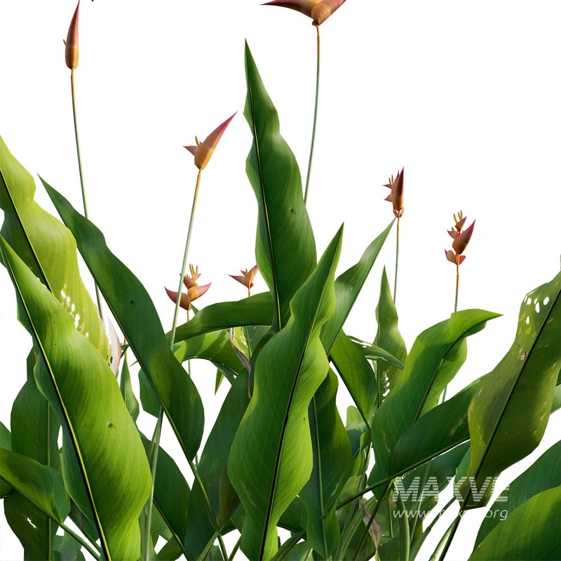 Heliconia psittacorum – Parrot Heliconia - Image 3