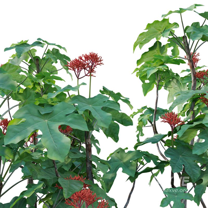 Jatropha podagrica – Bottle Euphorbia – Buddha Belly 02 - Image 2