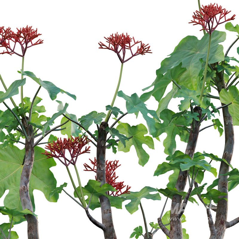 Jatropha podagrica – Bottle Euphorbia – Buddha Belly 02 - Image 3