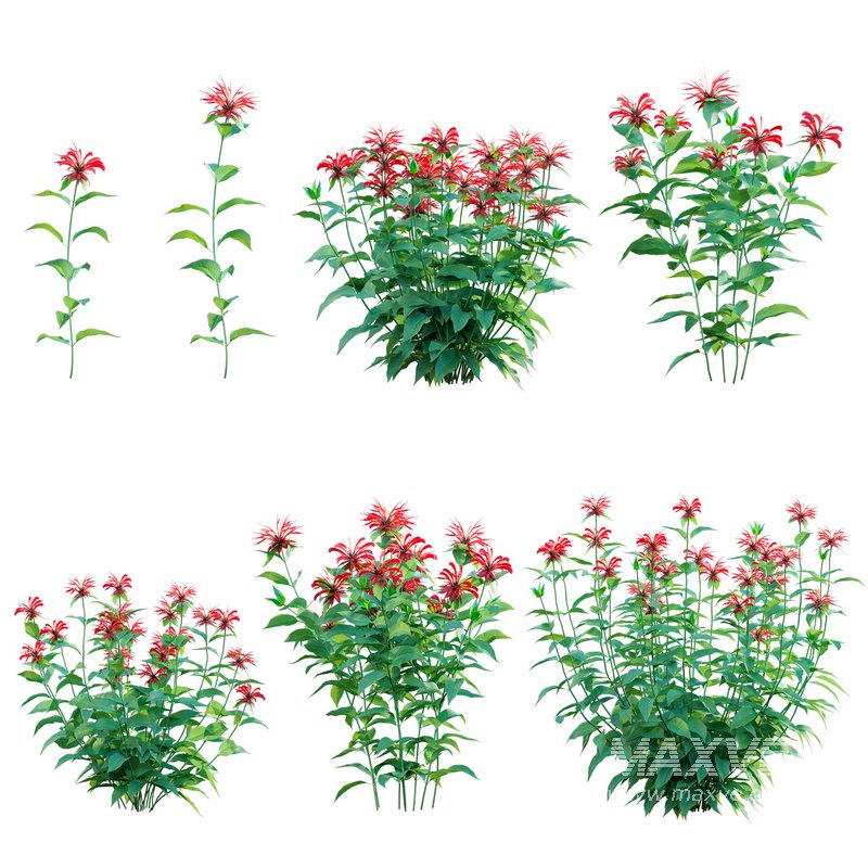 Monarda didyma – Bee Balm – Bergamot - Image 1