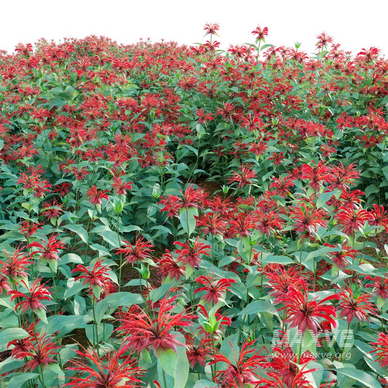 Monarda didyma – Bee Balm – Bergamot - Image 2