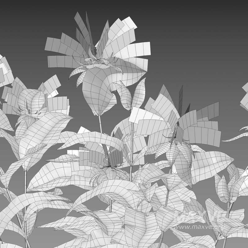 Monarda didyma – Bee Balm – Bergamot - Image 3