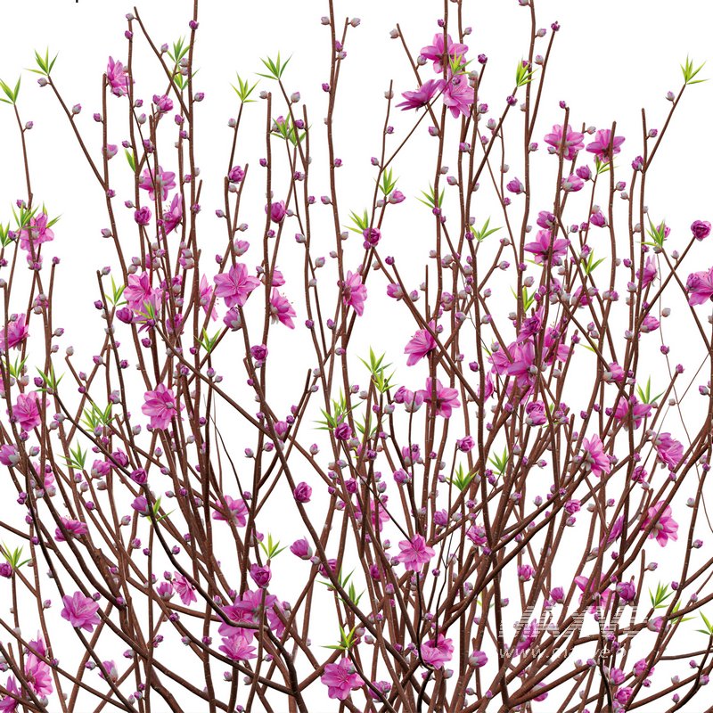 Prunus persica – Peach – Nectarine Trees – 05 - Image 2