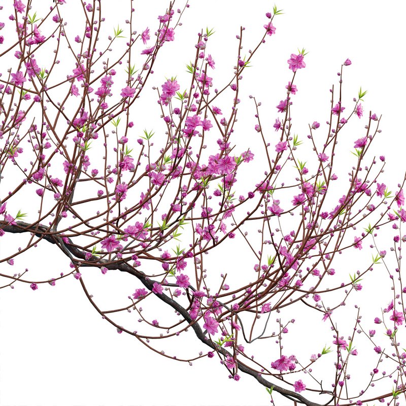 Prunus persica – Peach – Nectarine Trees – 04 - Image 3