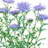 Scabiosa Flower – Pincushion Flower - Thumbnail 2