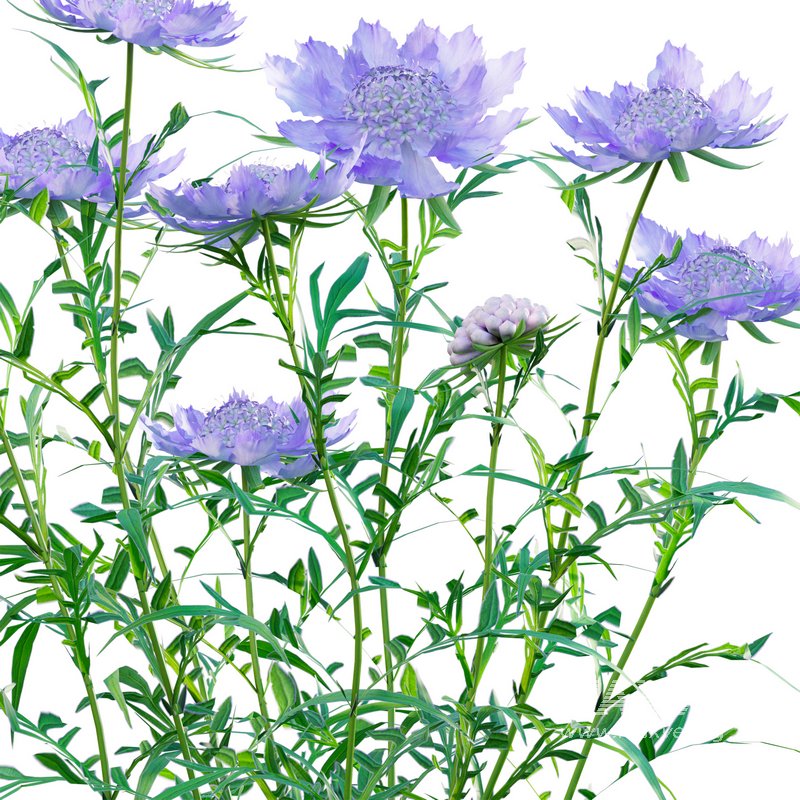 Scabiosa Flower – Pincushion Flower - Image 2