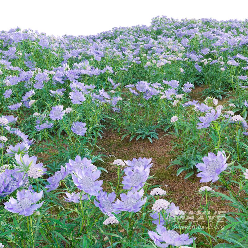 Scabiosa Flower – Pincushion Flower - Image 3